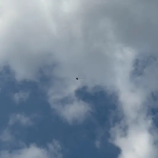 轻河的园子's avatar